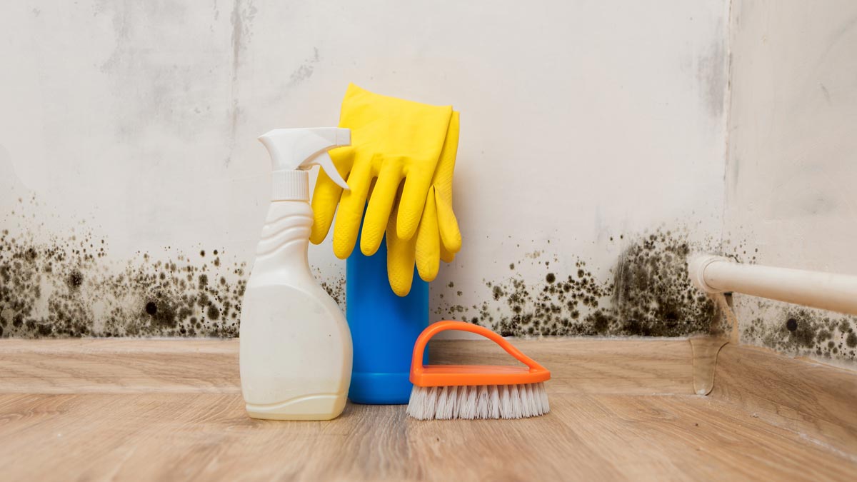 Mold removal and remediation in your Spokane home.